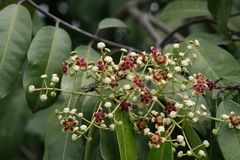 Lophopetalum wightianum